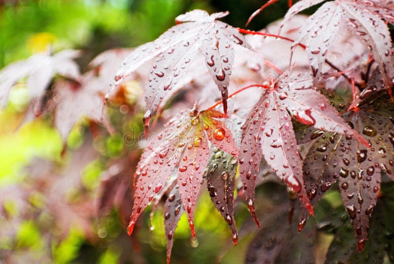Wet Maple Leaves