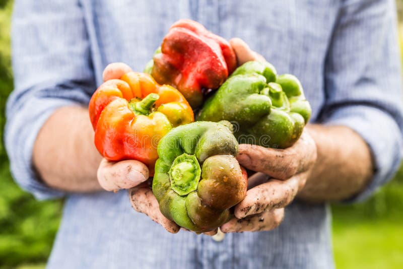 Wet mixed colours bell pepper in gardener's hands royalty free stock photography Wet mixed colours bell pepper in gardener's hands royalty free stock photography