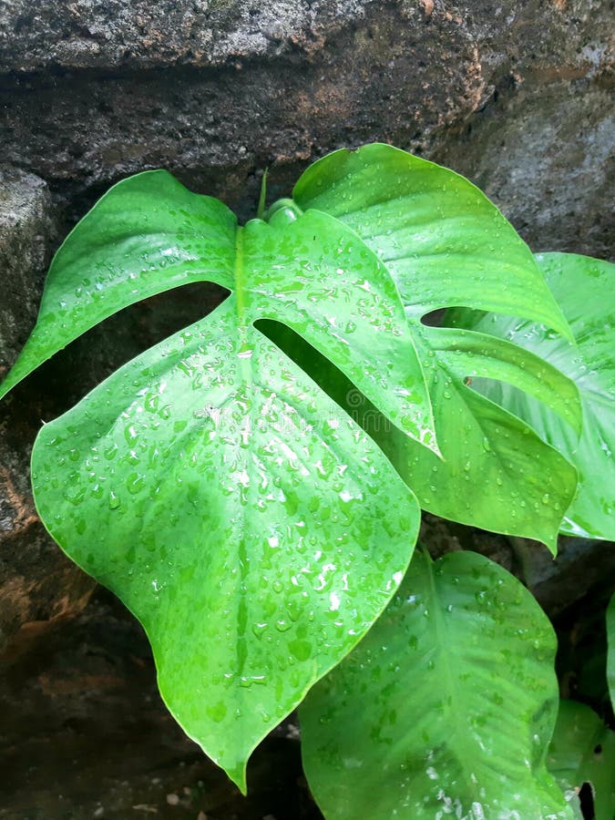 Monstera Variegata leaves that wet after watering in the morning. Monstera Variegata leaves that wet after watering in the morning