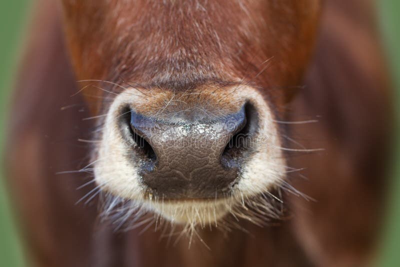 Wet nose of cow stock photos Wet nose of cow stock photos