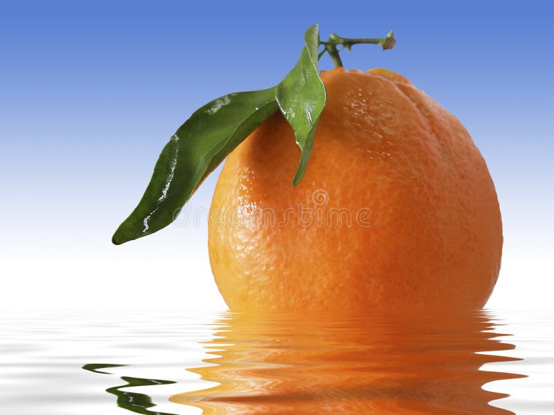 Wet Orange stock image. Image of natural, leaf, food, fresh - 2024917