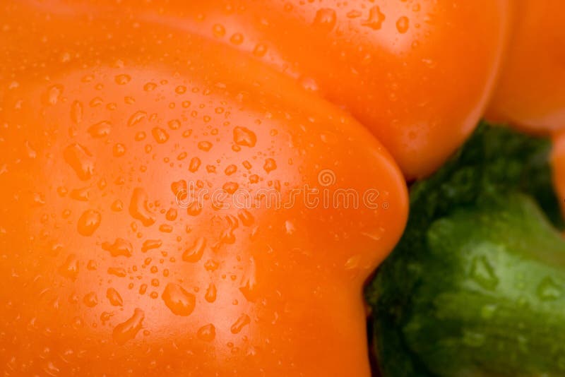 Close up of an orange bell pepper that is covered with cool water droplets which conveys a feeling of a healthy lifestyle and a healthful diet. Close up of an orange bell pepper that is covered with cool water droplets which conveys a feeling of a healthy lifestyle and a healthful diet.