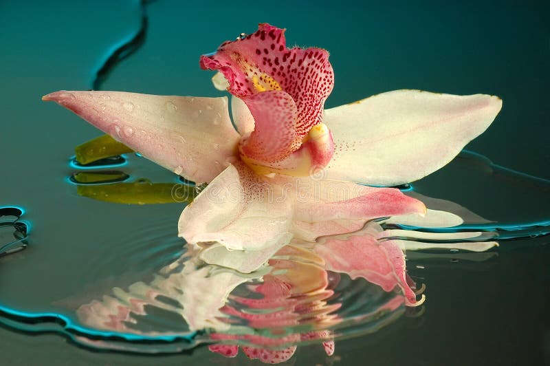 Wet orchid 2