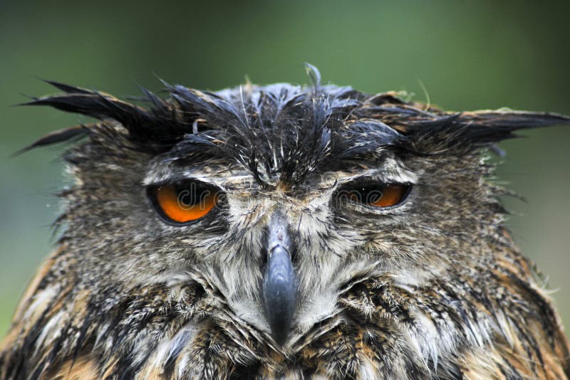 Sad Long-eared Owl gets wet while sitting in the rain with one eye half clo...