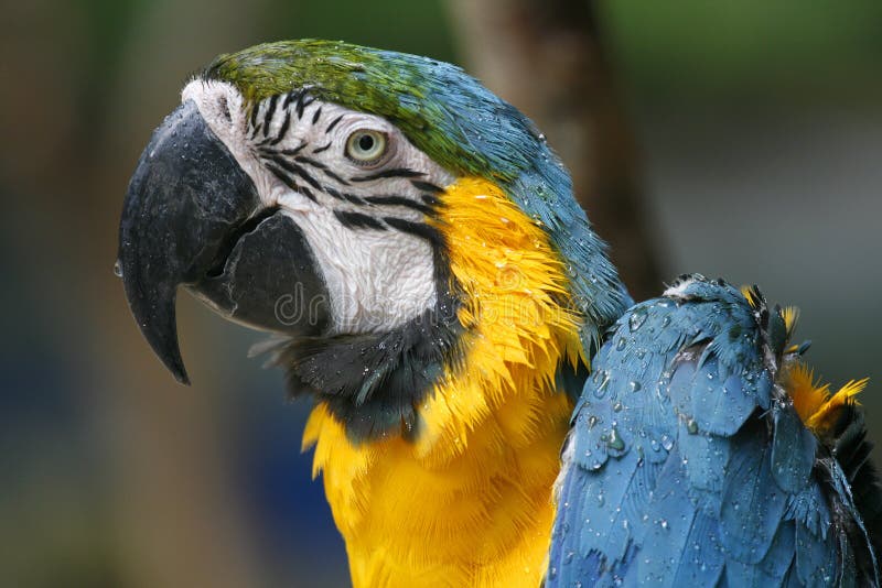 A wet parrot