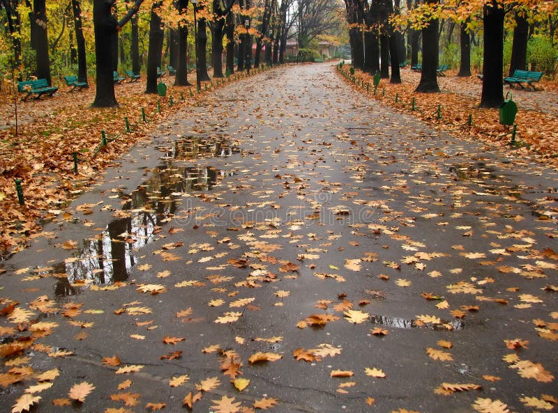 Wet path covered with fallen leaves