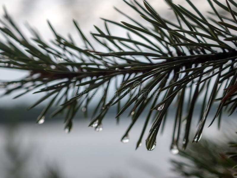 Wet pine branches after rain closeup stock photography
