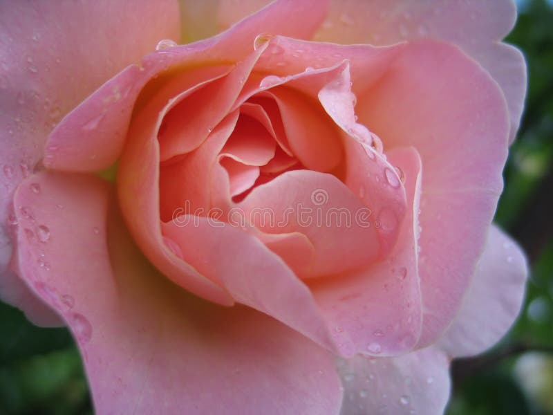 Wet pink rose