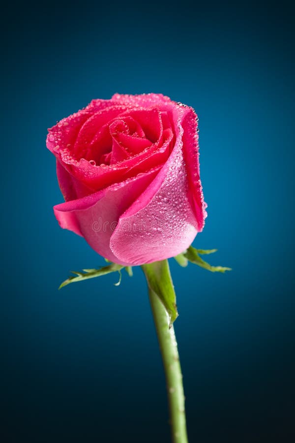 Wet pink rose on blue