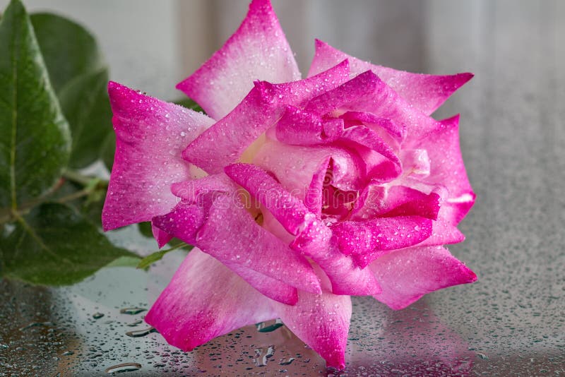 Wet pink rose