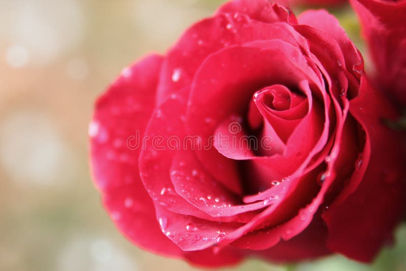 Wet pink rose