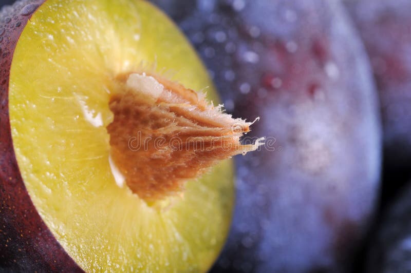 Plums stock photo. Image of fruits, sweet, juice, drops 6286672