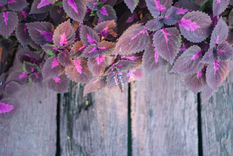 Wet purple leaf along the wood stair