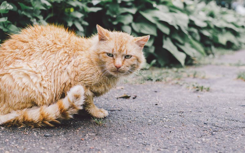 Cat in the rain