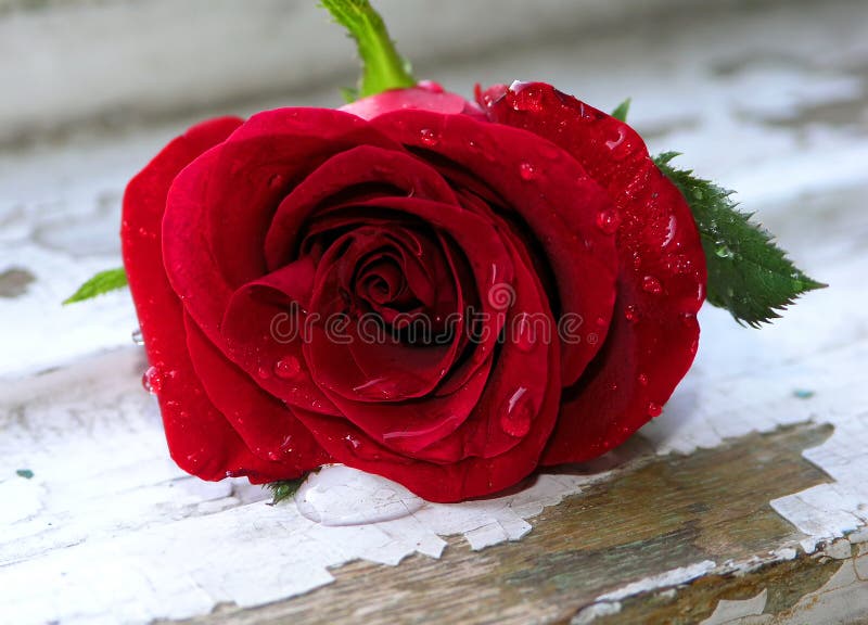 Wet red rose