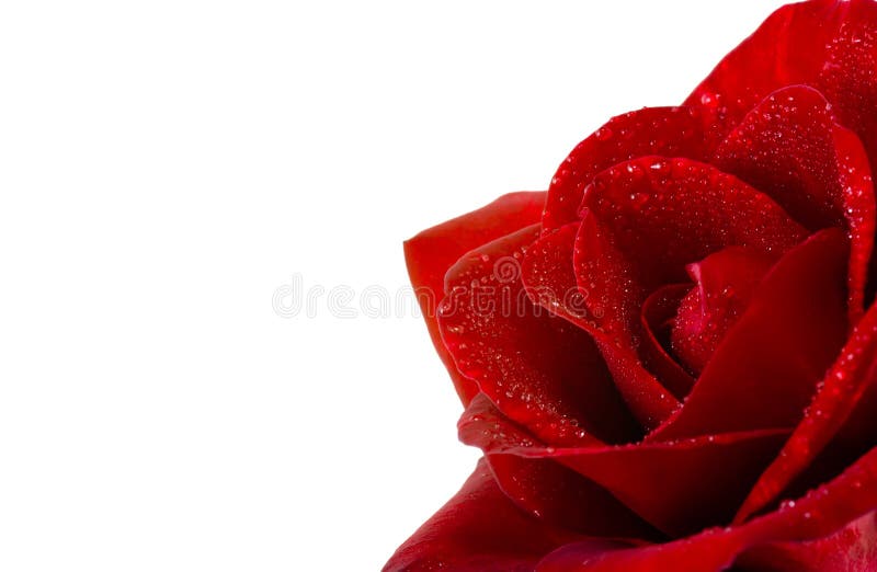 Wet red rose