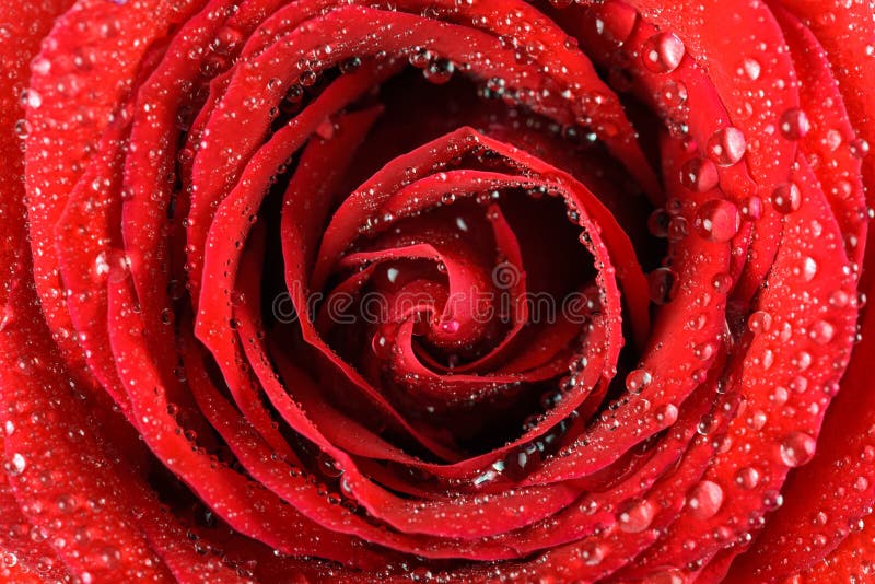 Wet Red Rose Close Up With Water Drops