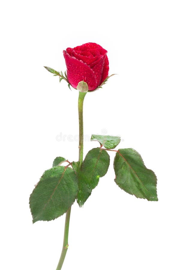 Red Rose Flower On White Background Stock Image Image Of Card Plant