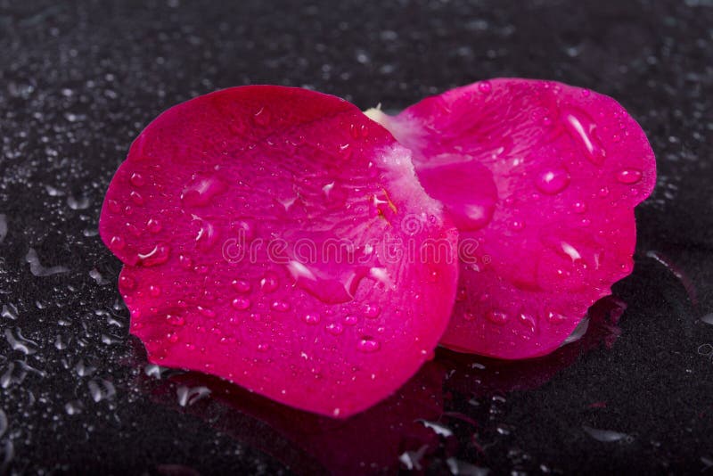 Wet red rose petals with water drop