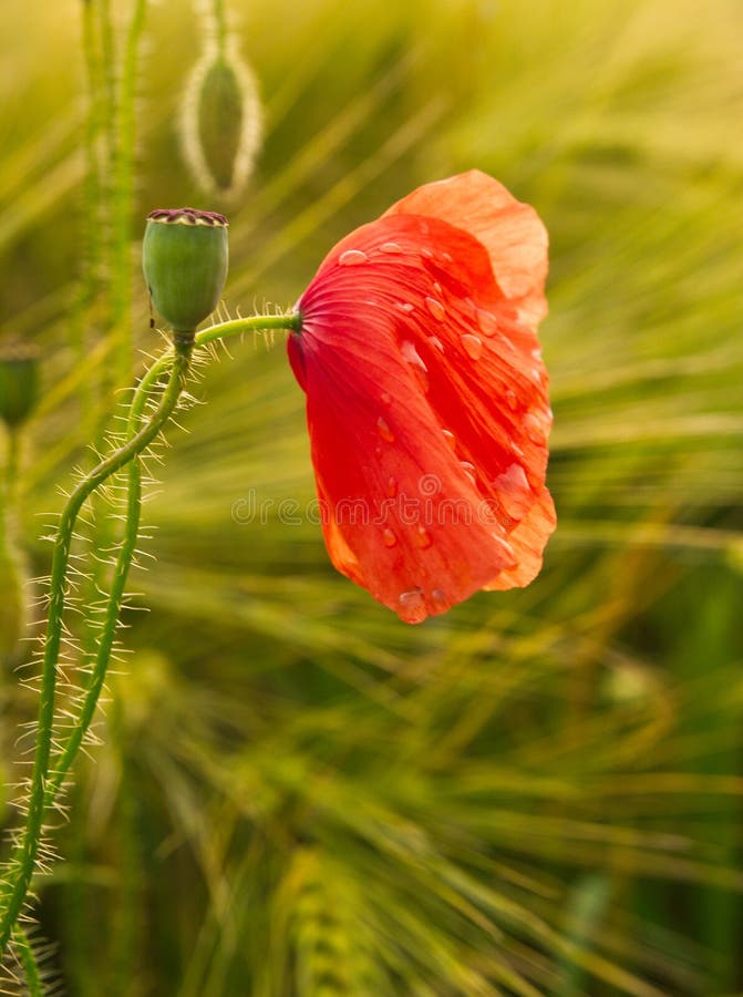 Wet red-weed