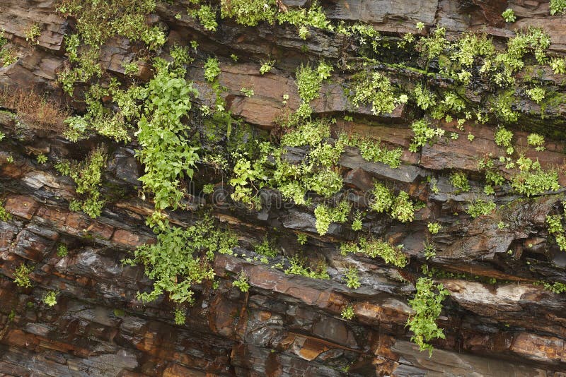 Wet rock face with plants