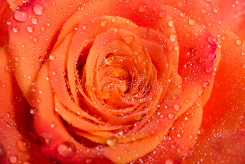 Wet rose