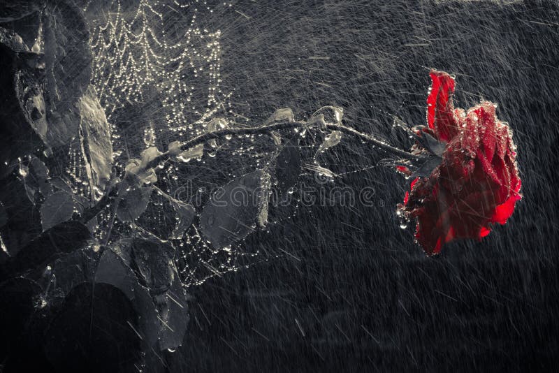 Wet red rose in rain stock photo. Image of cobweb, attached 47325690