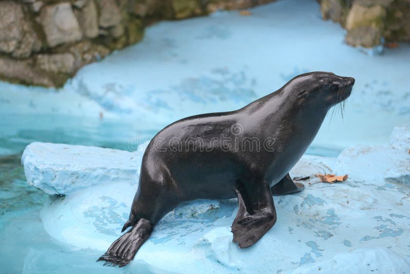 Wet Seal Standing Next To Water in Zoo Stock Image - Image of mammal,  aquatic: 111666339