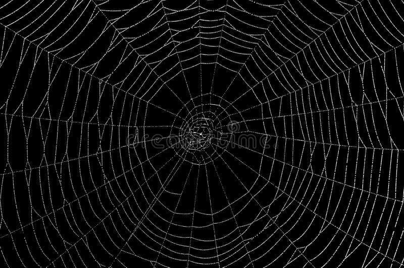 Dew collects on a spider web. Dew collects on a spider web.