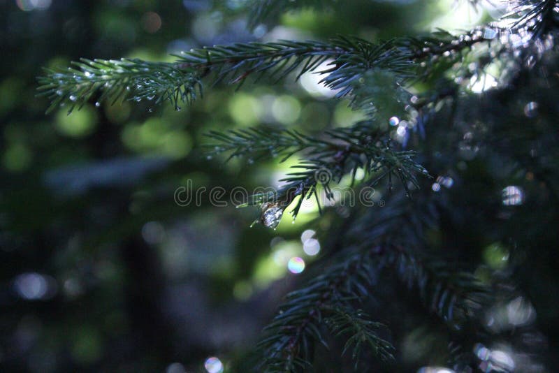 Wet Spruce after the Rain. Drop Closeup Stock Photo Image of close