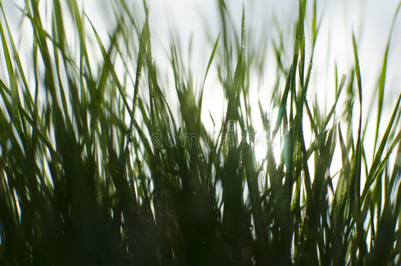 Wet sunny grass stock image. Image of grass, meadow, flare 79163851