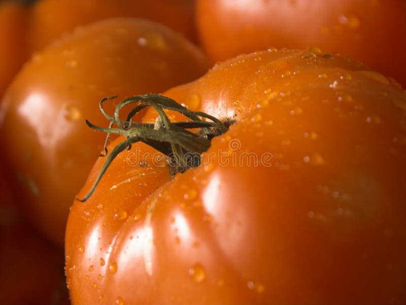 Wet tomato2