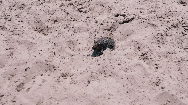 Wet Tree Spotted Frog Sitting on Warm Sand on the Beach