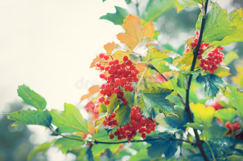 Wet viburnum berries stock photo. Image of guelder, bush 34142922
