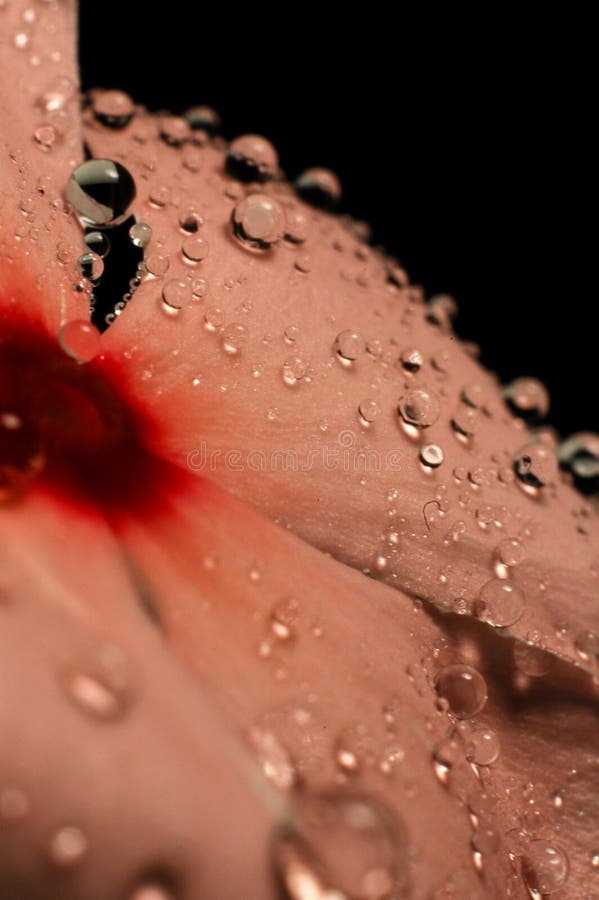 Vinca bloom covered in water droplets. Vinca bloom covered in water droplets