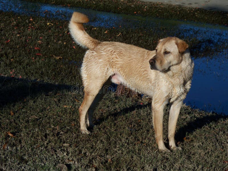 Wet Yellow Lab with Unique Tail