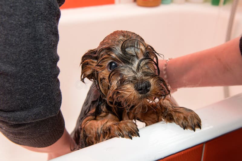 Washing the puppy stock photo. Image of brown, domestic 97855778