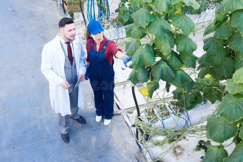 Wetenschapper Examining Vegetables in Aanplanting