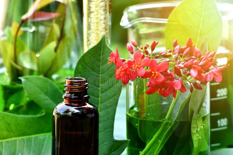 Wetenschapper met natuurlijk drugonderzoek, Natuurlijke organische plantkunde en wetenschappelijk glaswerk, Alternatieve groene k royalty-vrije stock foto's Wetenschapper met natuurlijk drugonderzoek, Natuurlijke organische plantkunde en wetenschappelijk glaswerk, Alternatieve groene k royalty-vrije stock foto's