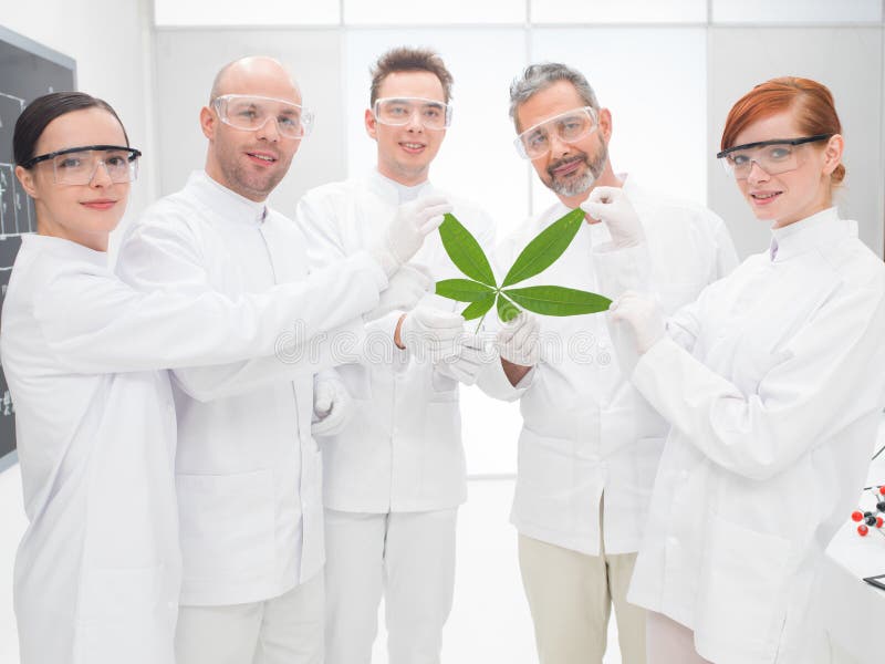 Wetenschappers die een genetisch gewijzigd blad houden stock afbeeldingen Wetenschappers die een genetisch gewijzigd blad houden stock afbeeldingen