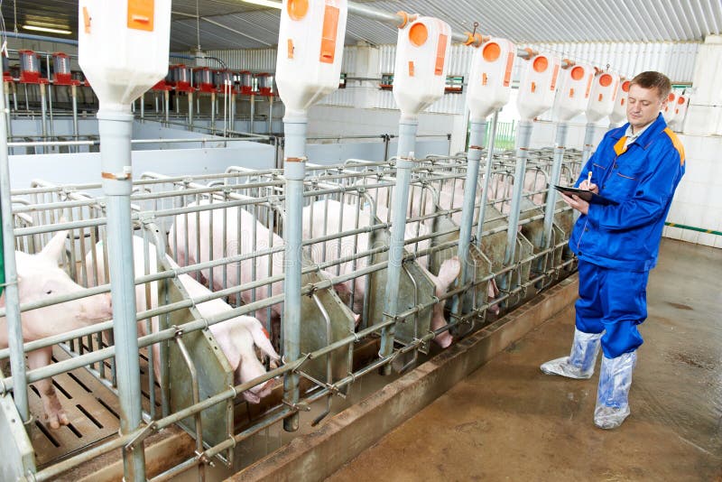 Weterynarz lekarka egzamininuje świnie przy świniowatym gospodarstwem rolnym