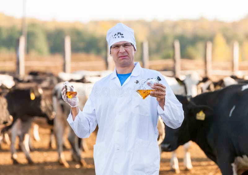 Funny veterinarian doctor with bio samples at the farm cattle cows. Funny veterinarian doctor with bio samples at the farm cattle cows