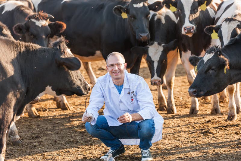 Veterinarian at farm cattle. Healthy food and drink. Veterinarian at farm cattle. Healthy food and drink.