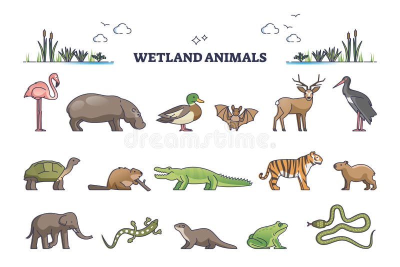 wetland-animals-collection-with-wet-environment-fauna-species-outline