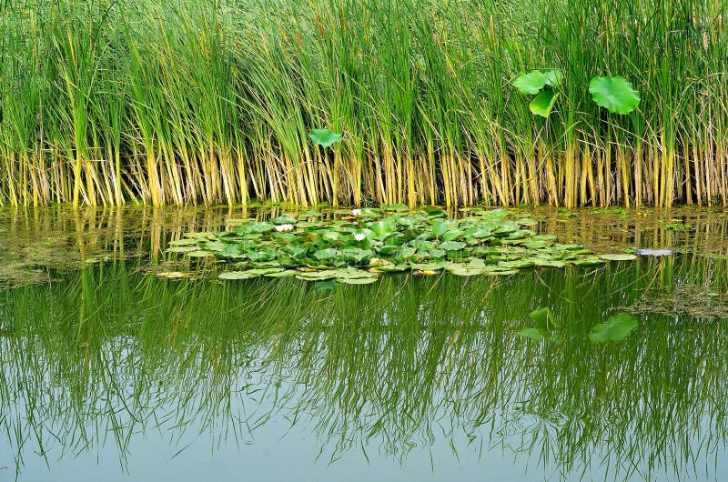Wetland stock photo. Image of wetland, plants, nature 41572234