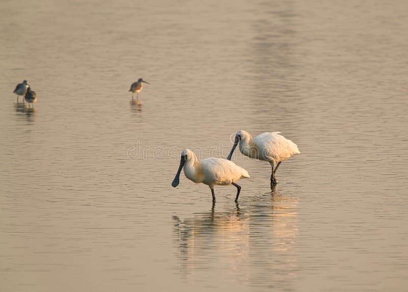 Two black-faced spoonbills were feeding in the wetland.