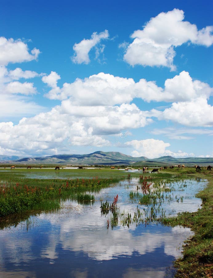 Wetland Pasture stock image. Image of pasture, clear 13083623