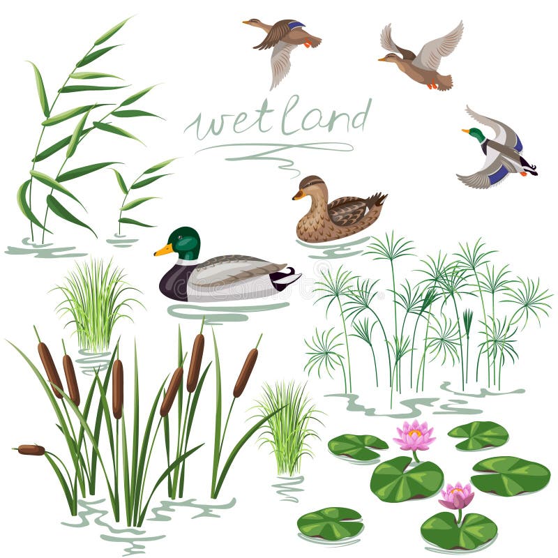 Free Wetland Plants And Ducks Set Royalty Free Stock Photos - 57070318