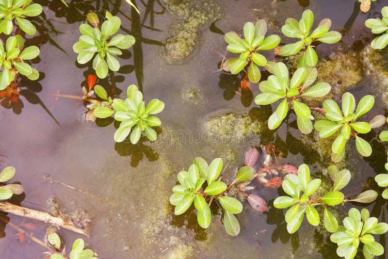 Wetland plants stock image. Image of pond, plants, plant ...