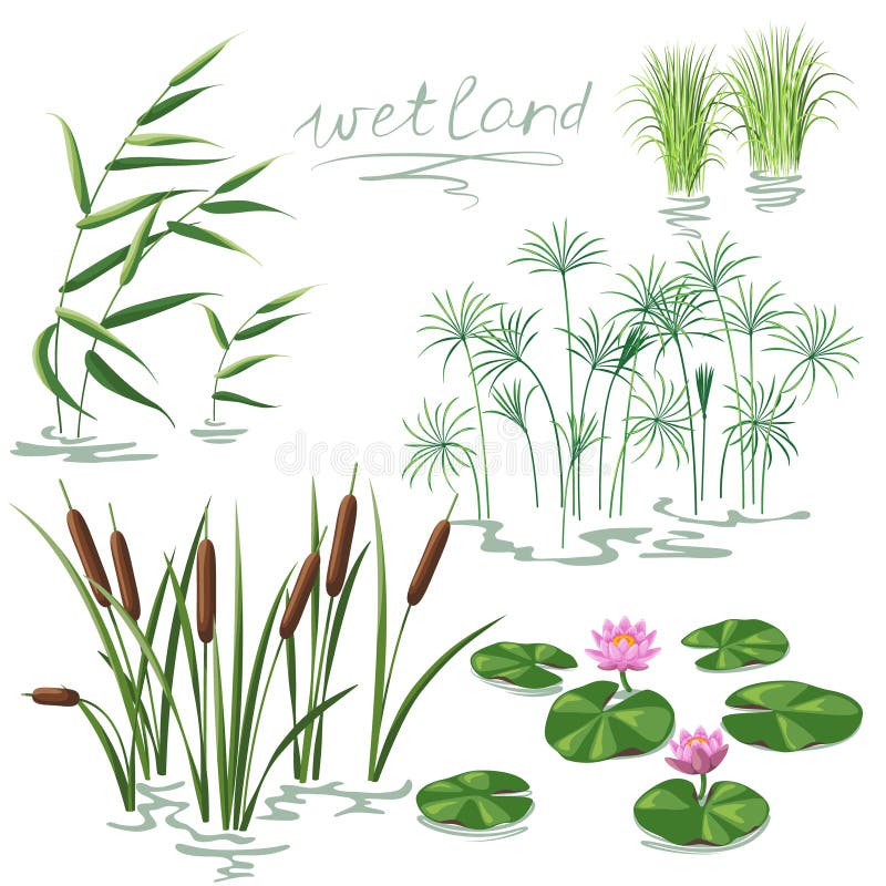 Free Wetland Plants Set Royalty Free Stock Images - 51615799